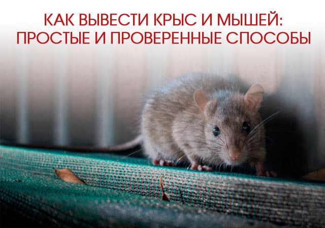 Как вывести крыс и мышей в Электрогорске: простые и проверенные способы