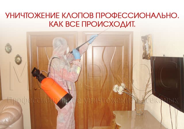 Уничтожение клопов профессионально в Электрогорске