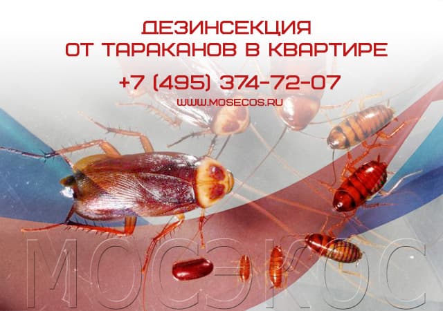 Дезинсекция от тараканов в квартире в Электрогорске