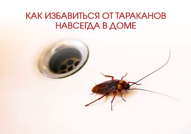 Как избавиться от тараканов в доме в Электрогорске