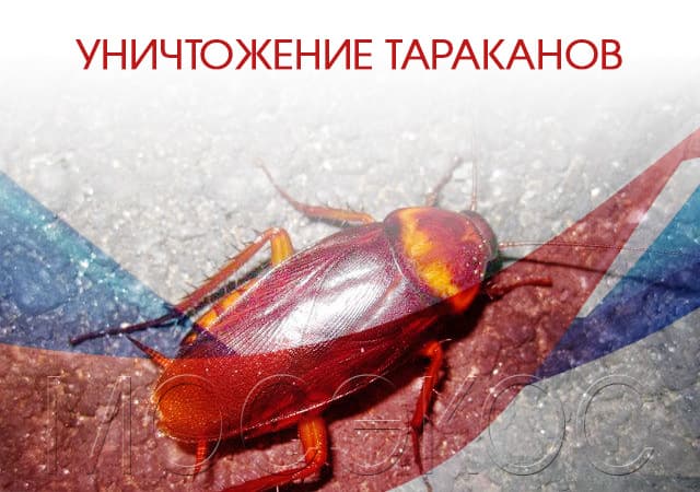 Уничтожение тараканов в Электрогорске